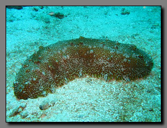 furry sea cucumber